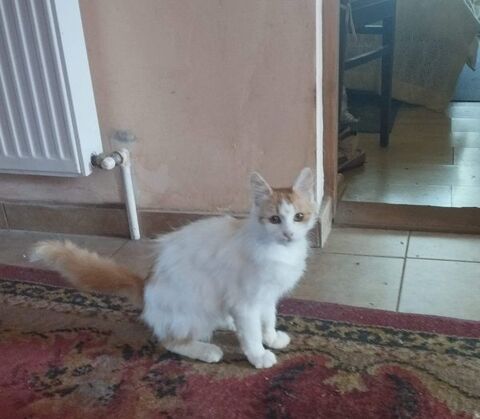 AZERIA 220 95610 ragny