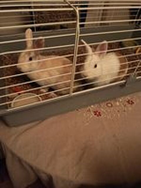   2 lapins nains mâles  