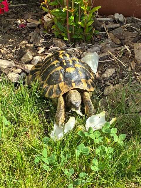 Tortue de terre m&acirc;le  240 71960 Fuiss�