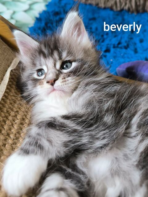 Chatons femelle Loof 1600 83136 La roquebrussanne