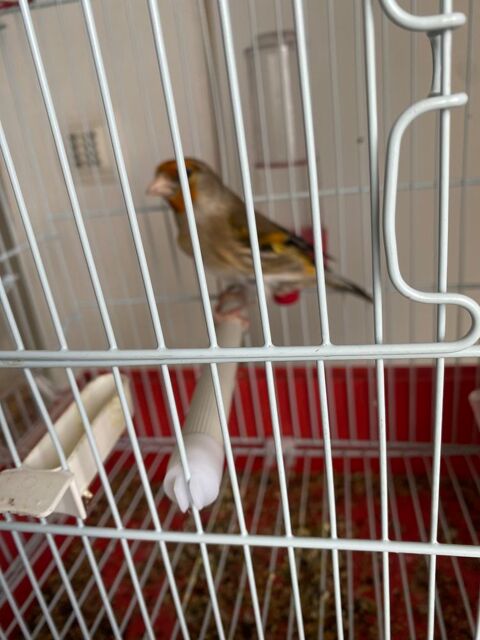 Mulet 150 31000 Toulouse