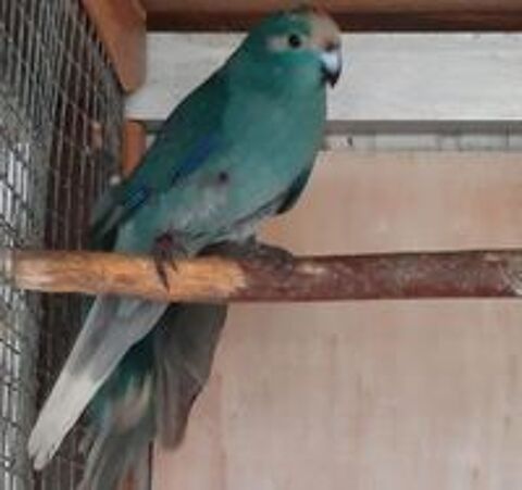  Kakarikis 