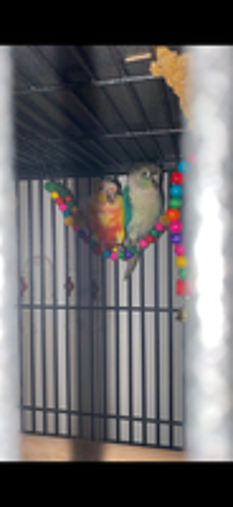   Couple de conure 