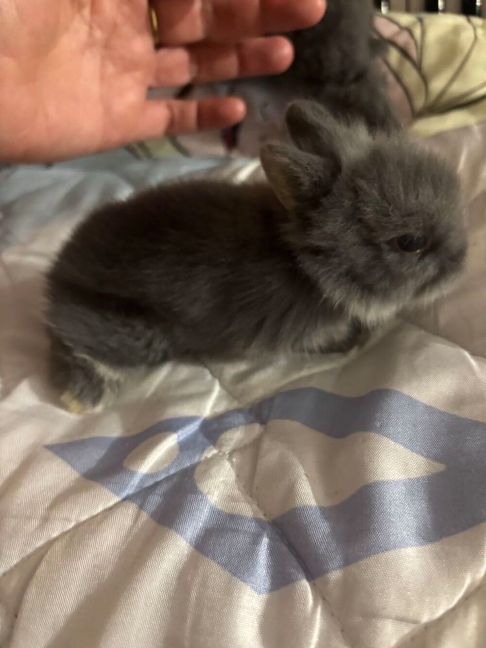   lapin nain 