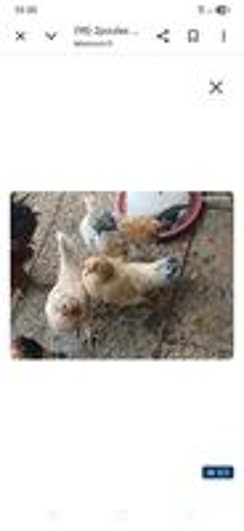   2 poules 1 coq nains  