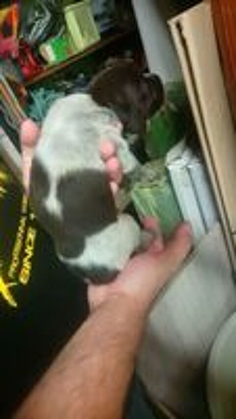   chiot drathaar mâle 