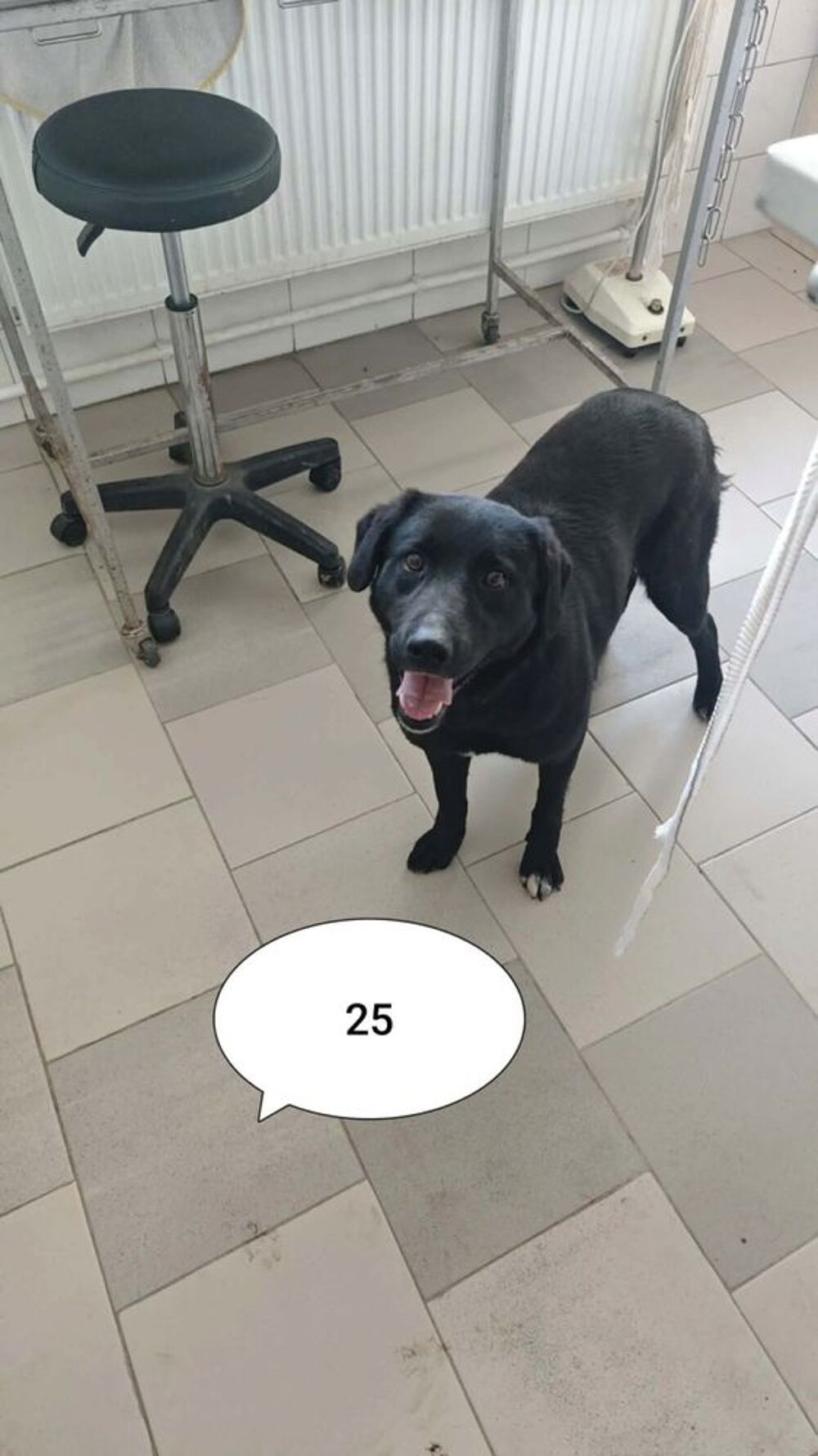   Talyra à l'adoption 