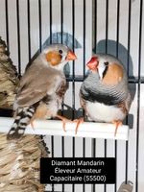   Diamant Mandarin. /. Kakariki  