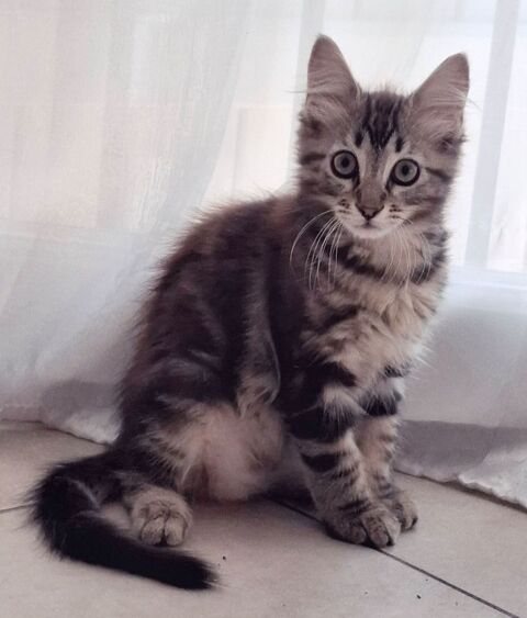 Prudence, toute jeune chatonne angora, identifiée et stérilisée  240 83440 Montauroux