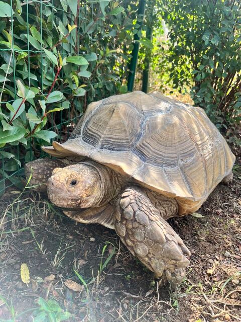 Recherche tortue sillonné 300 79100 Sainte-verge