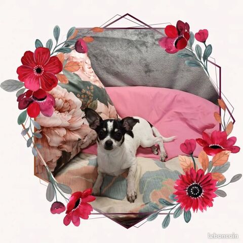 Chiot Chihuahua poils courts femelle 550 18140 Prcy