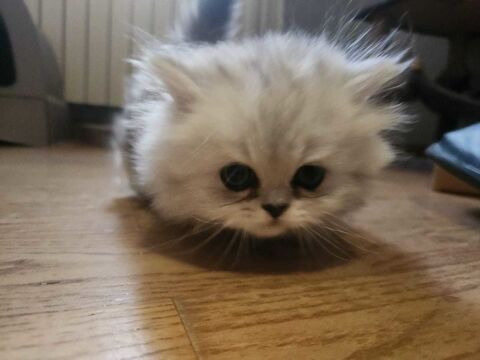 chaton 0 72330 Crans-foulletourte