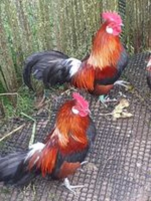    poule et coq de race naine hollandais saumon doré  