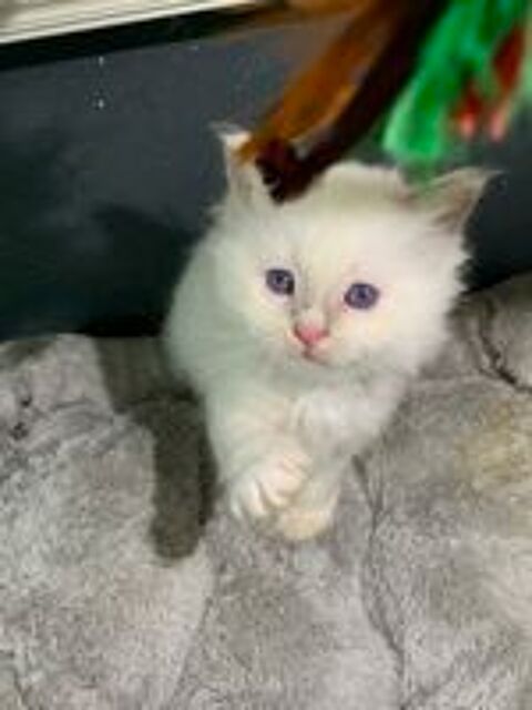   A rserver 1 chaton Sacr de Birmanie 