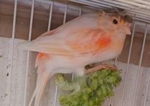   Beau couple Canari 77 