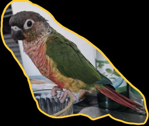 conure pyrrhura molinae 0 83500 La seyne-sur-mer