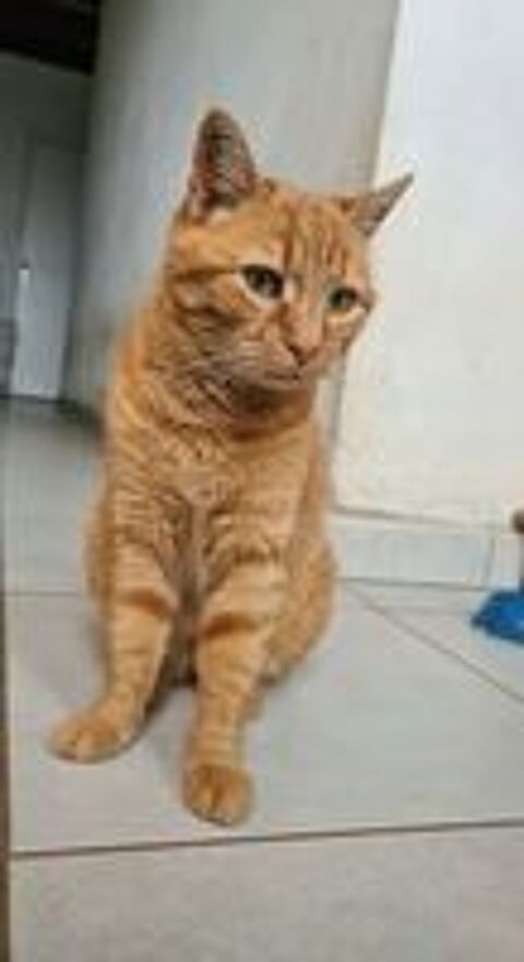   RHAPSODIE : chat femelle  adopter 