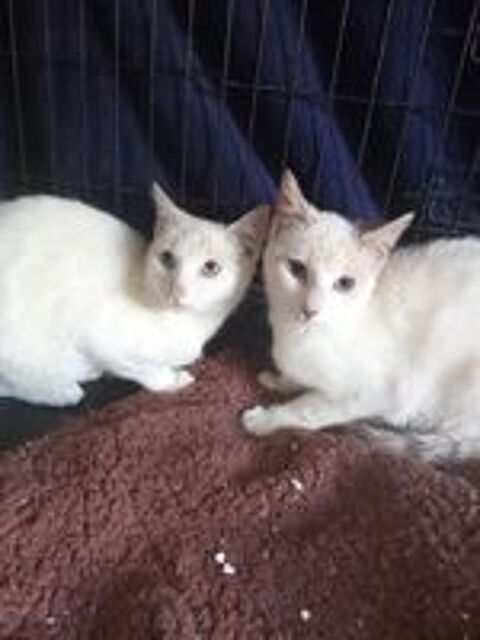   Chat ISISetLADY  l adoption 