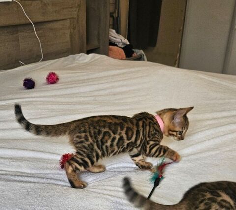Chaton Femelle bengal brown 1500 77330 Ozoir-la-ferri�re