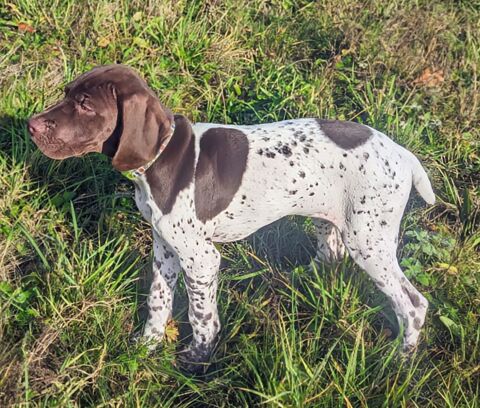 Chiot braque français des Pyrénées, inscrit au LOF. 900 61170 Le plantis