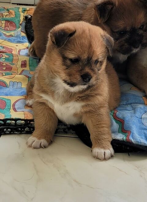 CHIOTS SHIBA INU CROISE 450 29670 Taulé
