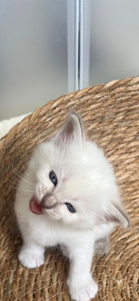 Chaton Sacré de Birmanie LOOF à vendre  990 95580 Andilly