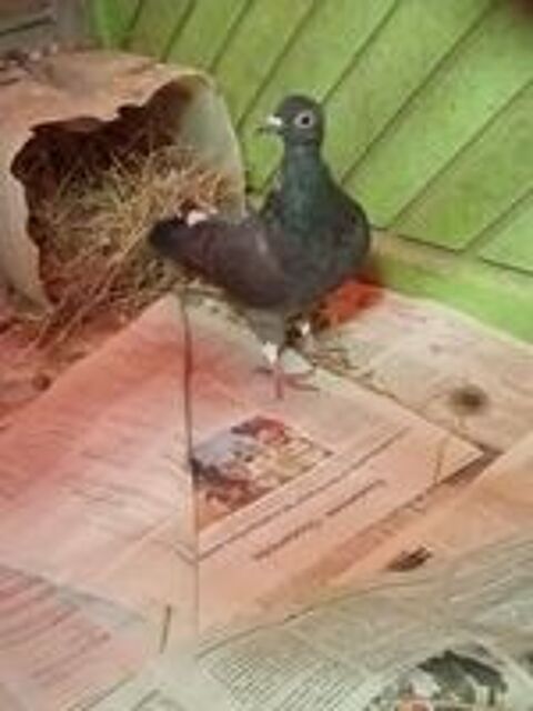   Pigeon  