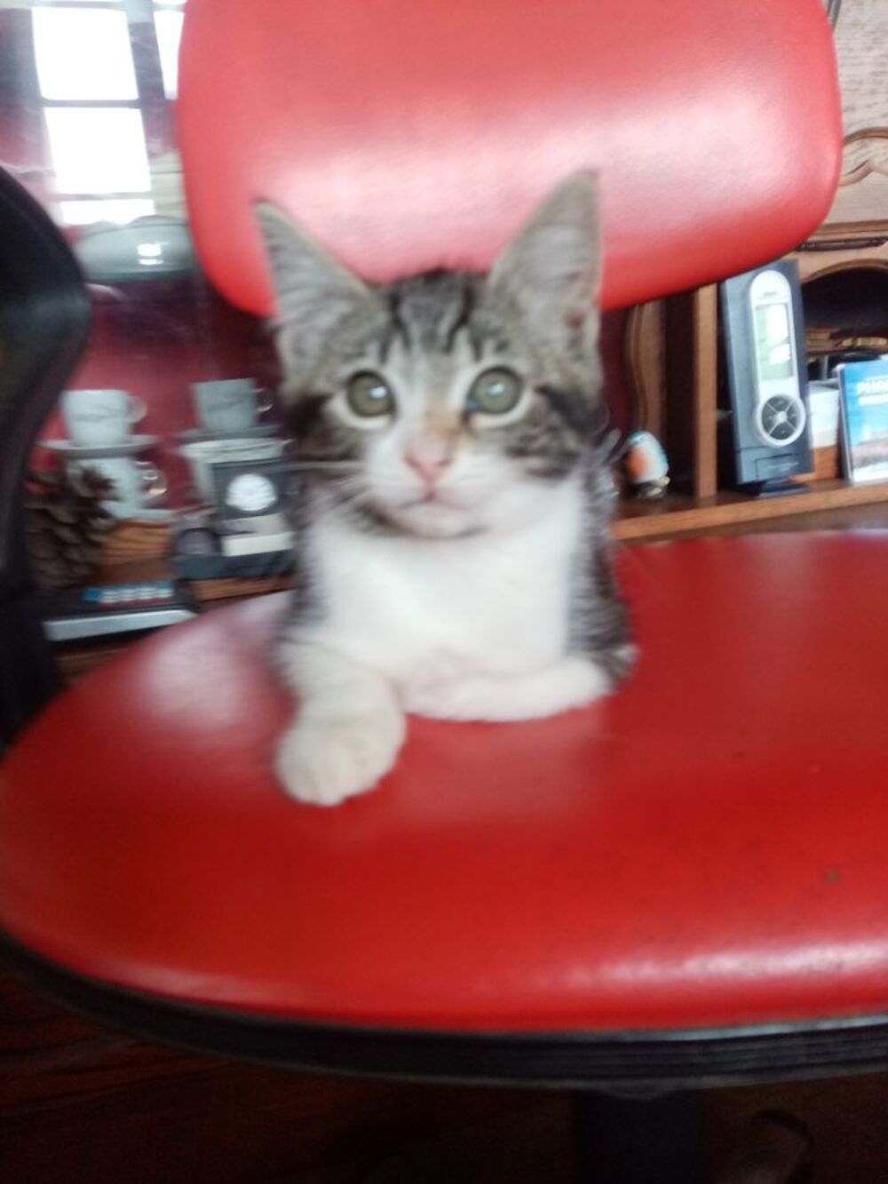   Superbe chaton 