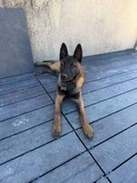   Chien ARES à l adoption 
