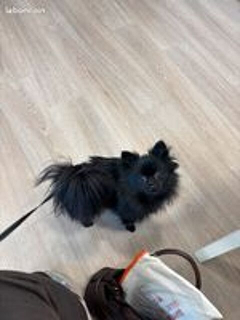   Recherche femelle pour saillie 