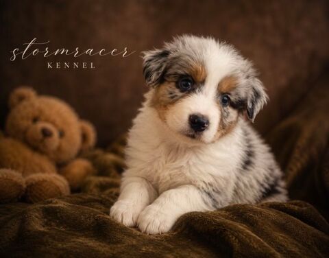 Chiots type Berger Australien 900 16110 La rochefoucauld