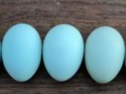 Poules pondeuses Azur, Olive, noirans 35 78910 Orgerus