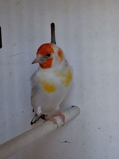 Chardonneret mutation m&acirc;le Agate t&ecirc;te blanche 2025 250 14200 H�rouville-saint-clair