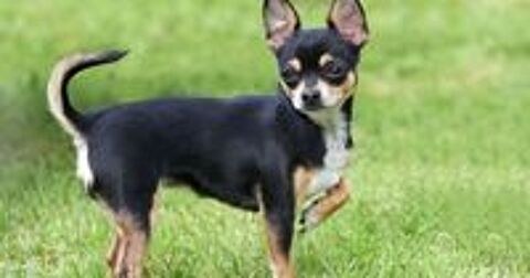   ADORABLE CHORKY DISPONIBLES 