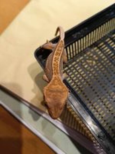   Geckos  crte juvniles 