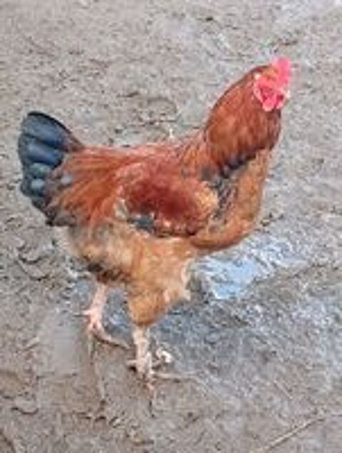   Coq  