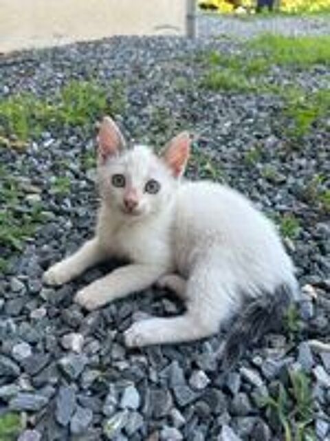   Don chatons  