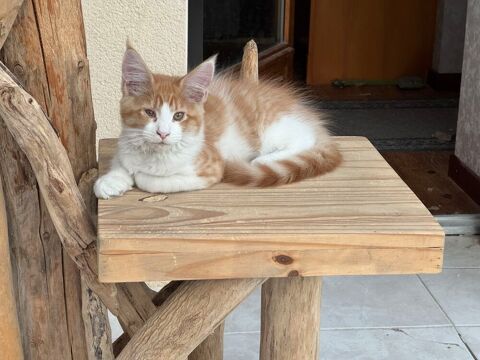 Magnifique baby Maine Coon 700 89400 Migennes