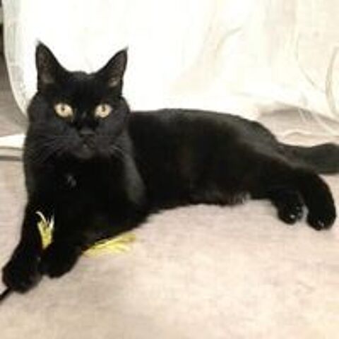   NAKIA, adorable chat femelle à l'adoption  