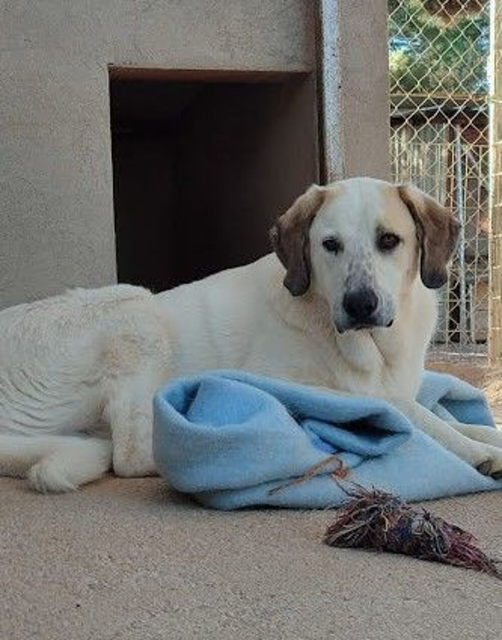   Magnifique mastin espagnol à adopter 