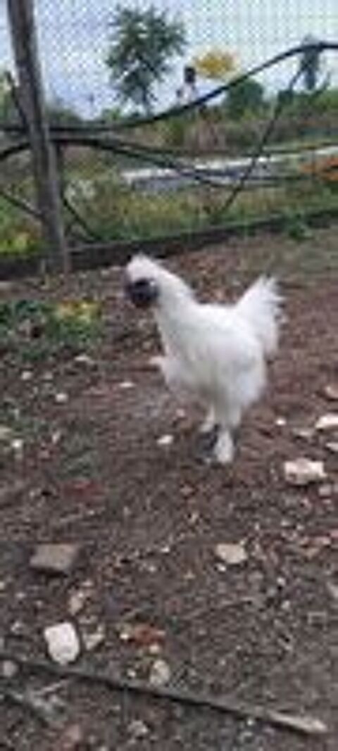   coq nain soie 