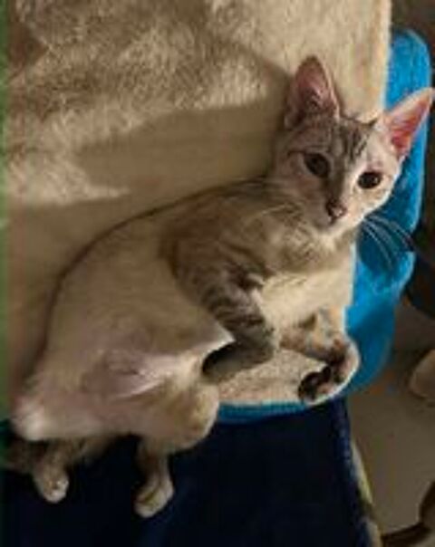   Cléo une gentille minette en quête d'un foyer 