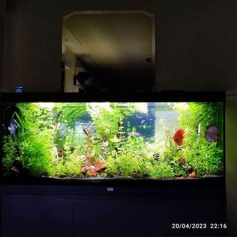 Poisson d'aqurium Amazonien 14120 Mondeville