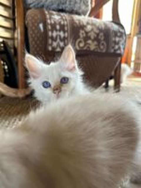   Magnifiques chatons Sacré de Birmanie LOOF 