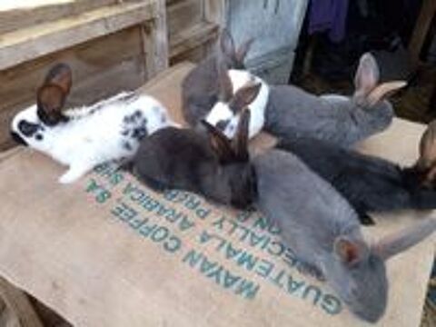   Lapins et lapines Géant Papillon Français 