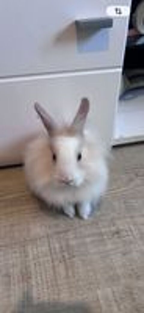   Don Lapin nain 