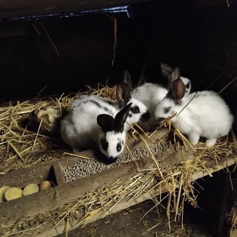 lapins fermiers 
papillons.vaccines 9 56300 Pontivy