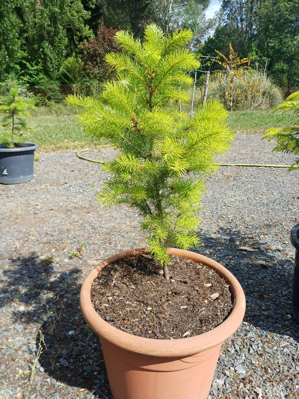 Pin SYLVESTRE Jardin