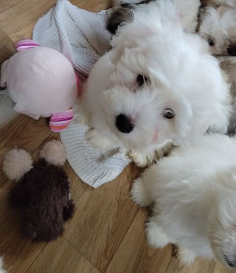Chiots coton de Tul&eacute;ar  800 44530 S�v�rac