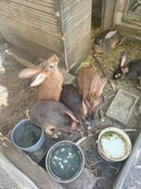   Lapin de ferme (lapines) 